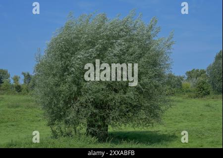 Naturlandschaft im Himmelgeister Naturpark Rheinbogen auch Hochwassergebiet in der Nähe von Rhein, Düsseldorf-Himmelgeist, Nordrhein-Westfalen, Deutschland Stockfoto