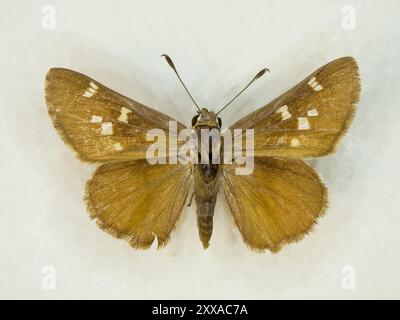 Viereck's Skipper (Atrytonopsis vierecki) Insecta Stockfoto