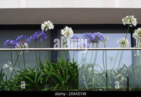 Agapanthus auf einem Balkon Stockfoto