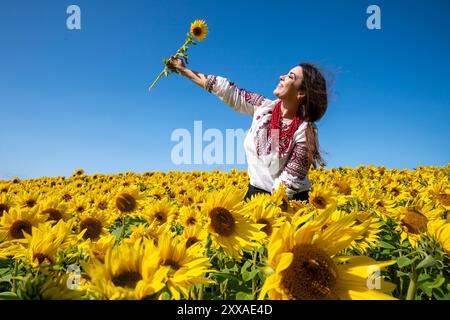 Zhenya Dove, eine Aktivistin und Freiwillige aus Cherson, Ukraine, mit Sitz in Edinburgh, erforscht die Sonnenblumenfelder in Balgone in East Lothian. Die Sonnenblume ist die Nationalblume der Ukraine und ein Symbol des Friedens. Der 24. August ist der Unabhängigkeitstag der Ukraine, an dem Mitglieder der ukrainischen Gemeinschaft zusammenkommen, um der Toten des jüngsten Konflikts zu gedenken und auch den Jahrestag der Unterzeichnung der Unabhängigkeitserklärung im Jahr 1991 zu feiern. Bilddatum: Freitag, 23. August 2024. Stockfoto