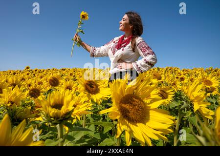 Zhenya Dove, eine Aktivistin und Freiwillige aus Cherson, Ukraine, mit Sitz in Edinburgh, erforscht die Sonnenblumenfelder in Balgone in East Lothian. Die Sonnenblume ist die Nationalblume der Ukraine und ein Symbol des Friedens. Der 24. August ist der Unabhängigkeitstag der Ukraine, an dem Mitglieder der ukrainischen Gemeinschaft zusammenkommen, um der Toten des jüngsten Konflikts zu gedenken und auch den Jahrestag der Unterzeichnung der Unabhängigkeitserklärung im Jahr 1991 zu feiern. Bilddatum: Freitag, 23. August 2024. Stockfoto