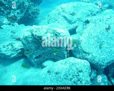 Atlantischer Damselfisch (Chromis limbata) Actinopterygii Stockfoto