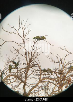 Lilafarbener Papagei (Amazona finschi) Aves Stockfoto