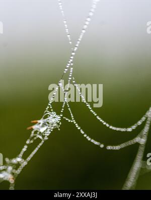 Tautropfen auf Spinnennetzen, nebelige Landschaft, Frühsommermorgen, Morgentau, Sommer Stockfoto