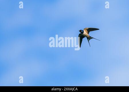 Eine Scheunenschwalbe (Hirundo rustica) wird während des Fluges gegen einen klaren blauen Himmel gefangen. Das Bild zeigt die Details des Vogels und seine anmutige Bewegung. Stockfoto