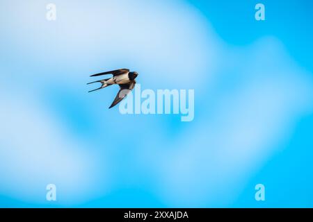 Eine Scheunenschwalbe (Hirundo rustica) wird während des Fluges gegen einen klaren blauen Himmel gefangen. Das Bild zeigt die Details des Vogels und seine anmutige Bewegung. Stockfoto