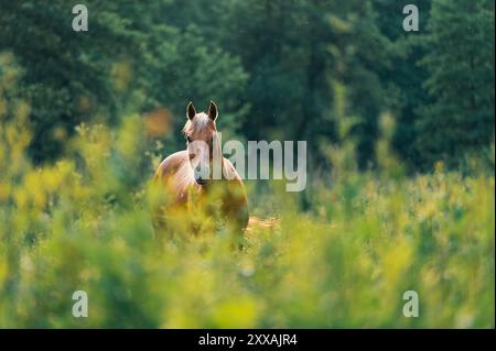 Ein braunes Pferd steht auf einer üppig grünen Weide, umgeben von Bäumen. Wildblumen sind im Vordergrund und Insekten fliegen um das Pferd. Stockfoto