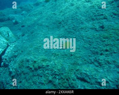 Atlantischer Damselfisch (Chromis limbata) Actinopterygii Stockfoto