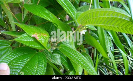 Kosters Fluch (Miconia crenata) Plantae Stockfoto