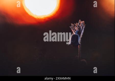 Diese Nahaufnahme zeigt eine kleine Pasque-Blume (Pulsatilla pratensis) bei Sonnenuntergang. Die Szene ist dunkel und romantisch und unterstreicht die Schönheit von Stockfoto