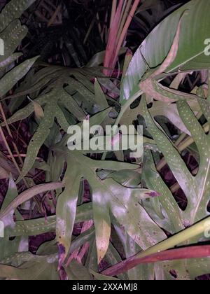 Kleiner antilinischer Pfeiffrosch (Eleutherodactylus johnstonei) Amphibia Stockfoto