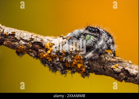 Eine springende Spinne (Phidippus regius) ruht in dieser Nahaufnahme auf einem kleinen Ast. Der Hintergrund ist eine einfarbige Farbe, die zur Hervorhebung unscharf ist Stockfoto