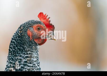 Ein Nahporträt eines gesprenkelten Hühnchens (Gallus gallus domesticus) auf einem Bauernhof. Der Hintergrund ist unscharf und hebt die Details des Hühnchens mit einem flachen d hervor Stockfoto