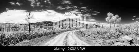 Ein schwarz-weißes Panorama einer Schotterstraße, die durch eine Bergwiese führt. Drei weiße Bäume rechts, ein toter Baum links, ein Berg in der Mitte. Stockfoto