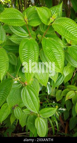 Kosters Fluch (Miconia crenata) Plantae Stockfoto