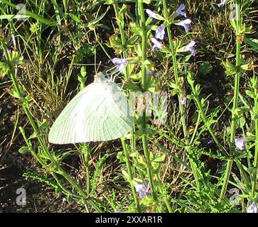 Afrikanischer Migrant (Catopsilia florella) Insecta Stockfoto