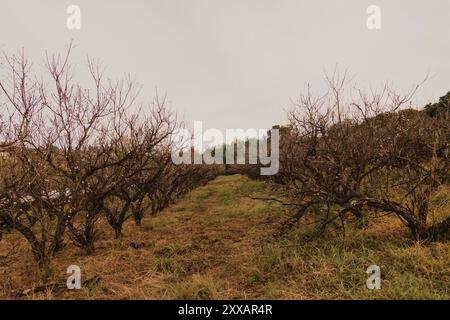 Pfad trockener Bäume im Herbst Stockfoto
