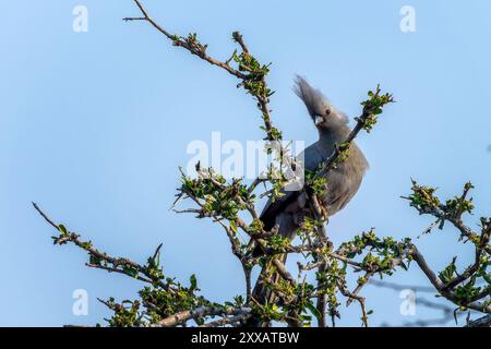 Nahaufnahme eines grauen Go-Away-Vogels auf einem Zweig, Tierwelt in Namibia, Afrika Stockfoto