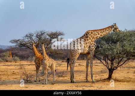 Foto von zwei niedlichen Babygiraffen mit ihrer Mutter in der Savanne, Giraffen-Familie, Wildtiere und Pirschfahrt in Namibia, Afrika Stockfoto