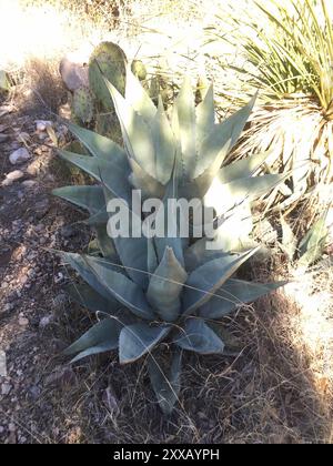 Havard's Century Plant (Agave havardiana) Plantae Stockfoto