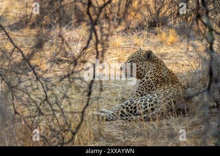 Liegender männlicher afrikanischer Leopard in Namibia, Afrika Stockfoto