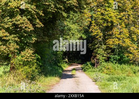 Das Selketal zwischen Meisdorf und Mägdesprung Naturlandschaft Selketalstieg Stockfoto