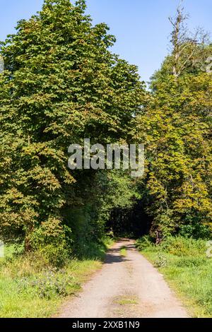 Das Selketal zwischen Meisdorf und Mägdesprung Naturlandschaft Selketalstieg Stockfoto