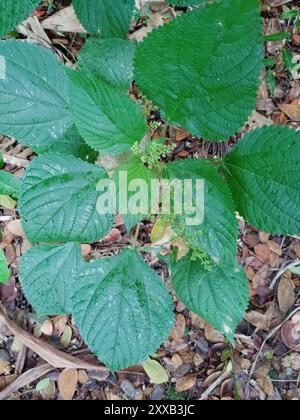 Westindische Brennnessel (Laportea aestuans) Plantae Stockfoto
