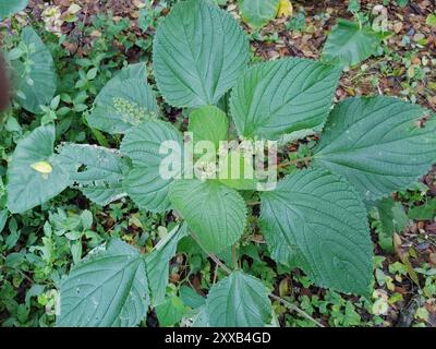Westindische Brennnessel (Laportea aestuans) Plantae Stockfoto