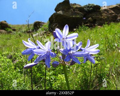 Bell Agapanthus (Agapanthus campanulatus) Plantae Stockfoto