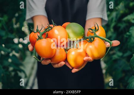 Frisch geerntete, helle und aromatische Tomaten in der Hand, bereit zum Kochen. Anbau von Bio-Gemüse in einem modernen Gewächshaus, Essen Stockfoto