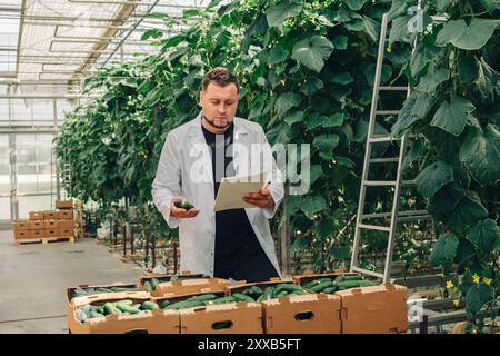 Professionelle Überprüfung der Gurkenqualität in einem Gewächshaus für optimale Ernte. Anbau von Bio-Gemüse in einem modernen Gewächshaus, Lebensmittelindustrie Stockfoto