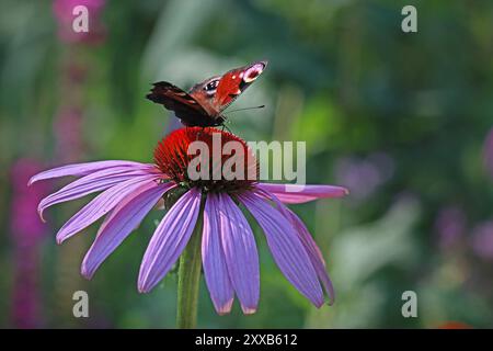 Ein Pfauenfalter spreizt seine Flügel auf dem zentralen Kegel einer Echinacea purpurea Wildblume (Purple Coneflower). Englischer Garten, Juli Stockfoto