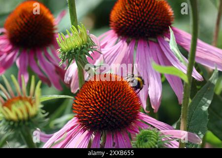 Vollbild einer Hummel auf dem tieforangefarbenen Mittelkegel einer Echinacea purpurea-Wildblume (Purple Coneflower). Englischer Garten, Juli Stockfoto