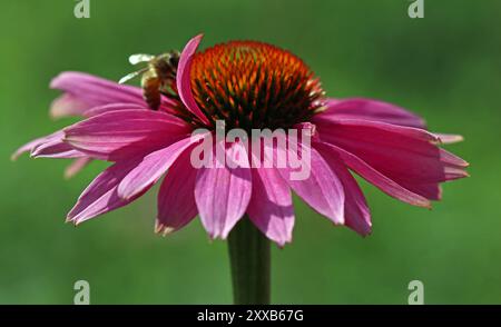 Vollbild der Echinacea purpurea (Purple Coneflower) mit Honigbiene und einem Blütenblatt, das sich über dem tieforangefarbenen Mittelkegel kräuselt. England, Juli Stockfoto