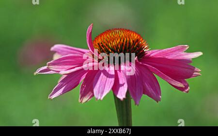 Vollformatbild von Echinacea purpurea mit natürlichem grünem Hintergrund. Ein Blütenblatt kräuselt sich über dem tieforangefarbenen Mittelkegel. Englischer Garten, Juli. Stockfoto