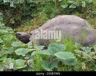 Westliche Santa Cruz Riesenschildkröte (Chelonoidis niger porteri) Reptilia Stockfoto