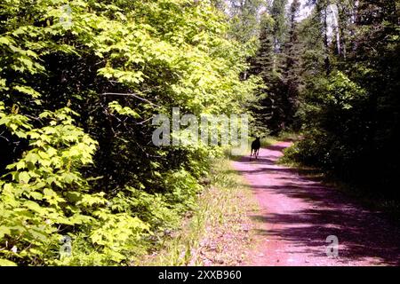 Nordwestelch (Alces alces andersoni) Mammalia Stockfoto