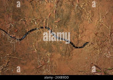 Krait (Bungarus caeruleus) Reptilia Stockfoto