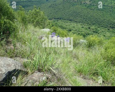 Bell Agapanthus (Agapanthus campanulatus) Plantae Stockfoto