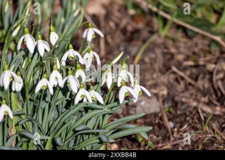 Weiße Galanthus-Blüten (Schneetropfen) blühen im Frühjahr Stockfoto