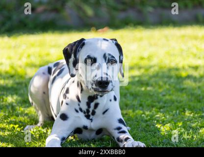 Ein schwarz-weißer Hund liegt auf dem Gras Stockfoto