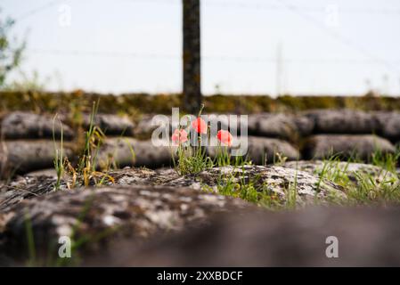 Widerstandsfähige rote Blume inmitten der Gräben von Flanders Fields Stockfoto