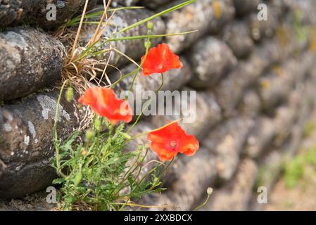 Widerstandsfähige rote Blume in den Gräben von Flanders Fields 3 Stockfoto