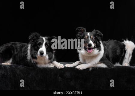 Zwei Border Collie Hunde in einem Studio-Setting vor schwarzem Hintergrund für ein Porträt Stockfoto