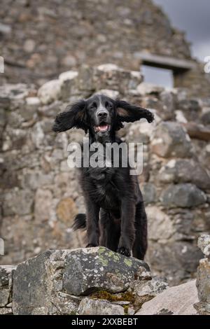 Cocker Spaniel steht auf einem Felsen in einigen Burgruinen, während der Wind seine Ohren zur Seite bläst Stockfoto