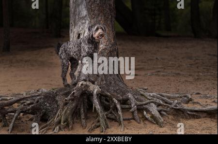 Schwarze Labradoodle auf Baumwurzeln am Strand für ein natürliches Porträt Stockfoto