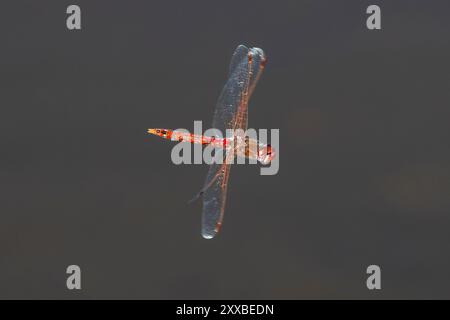 Eine Variegated Meadowlark Libelle (Sympetrum corruptum), die sich im Flug dreht und auf den Betrachter blickt, während sie über einem Teich fliegt. Nahansicht. Stockfoto