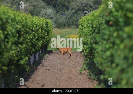 Illmitz, Neusiedler Siehe 16. August 2024: Im Bild: Ein Rehbock auf einem Feld mit Weinreben. Neusiedler See *** Illmitz, Neusiedler See 16. August 2024 im Bild Ein rehbock auf einem Feld mit Weinreben Neusiedler See Copyright: XFotostandx/xFreitagx Stockfoto