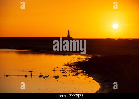 Sonnenaufgang in Berwick upon Tweed mit Schwänen Stockfoto